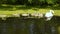 Swan family with cygnets swimming in natural pond
