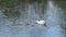 Swan family feeds in a pond