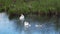 Swan family feeds in a pond