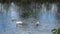 Swan family feeds in a pond