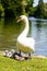 Swan family at the Kleinhesseloher See in the English Garden in Munich, Bavaria