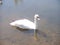 Swan Family on the Lake