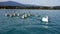 Swan family at the lake Faaker Carinthia Austria