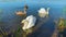 Swan family at lake Paezeriai. Lithuania