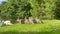 A swan family with a mother and five young swans crosses the path to get to a park lake