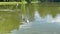 A swan family with a mother and five young swans swims directly towards camera on a park lake.