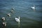 Swan family. Mother swan and baby chicks children kids swans. Birds floating on water. Swan sinks under water