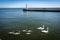 Swan family. Mother swan and baby chicks children kids swans. Birds floating on water. Swan sinks under water