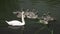 Swan family. Mother swan and nine offspring swans. Birds floating on water.