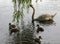 Swan family from nest to brooding to chicks