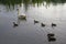 Swan family from nest to brooding to chicks