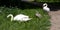 Swan family. Pair of swans with one cygnet in a family