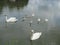 Swan family on a pond