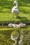 Swan family reflection