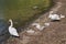 Swan family on a sandy beach