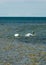 Swan family at sea, traditional Saaremaa seascape, Saaremaa island, Estonia