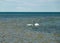 Swan family at sea, traditional Saaremaa seascape, Saaremaa island, Estonia