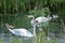 Swan family in the sedge thickets