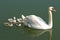 Swan family swiming with mother swan