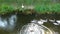 Swan family swimming in city park lake.