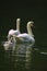 A swan family with three chicks swimming in the lake