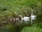 The swan family. Two adult white swans with several chicks on the surface of the stream near the shore. Birds in the wild. White