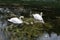 Swan family of two adults and five young signets on the river in spring.