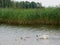 Swan family on a walk along the lake