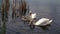 Swan family on water eating algae