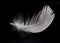 Swan feather