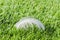 Swan feather on the grass on a lawn