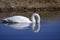 Swan feeding position