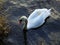 Swan, feeding, resting