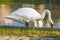 Swan feeds on the shore. Expressive silhouette of a white swan standing by the river. Swan in profile.