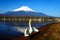 swan flap wings in yamanaka lake