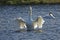 Swan flapping its wings