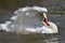 Swan flapping wings at Abbotsbury Swannery