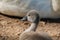 Swan fledgling sitting