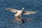 Swan flies over the lake