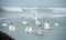 Swan flight on water