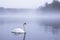 A swan floating on foggy in North America