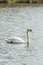 Swan floating at nature oasis, Iseo, Italy