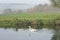 Swan floating on water