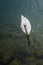 Swan Floating on Water in Lake Luce Switzerland