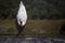 Swan Floating on Water in Lake Luce Switzerland