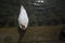 Swan Floating on Water in Lake Luce Switzerland