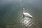 Swan Floating on Water in Lake Luce Switzerland