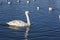swan floats on the surface of the water