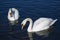 swan floats on the surface of the water