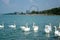Swan flock on the Balaton lake in Siofok with Ferris wheel in th